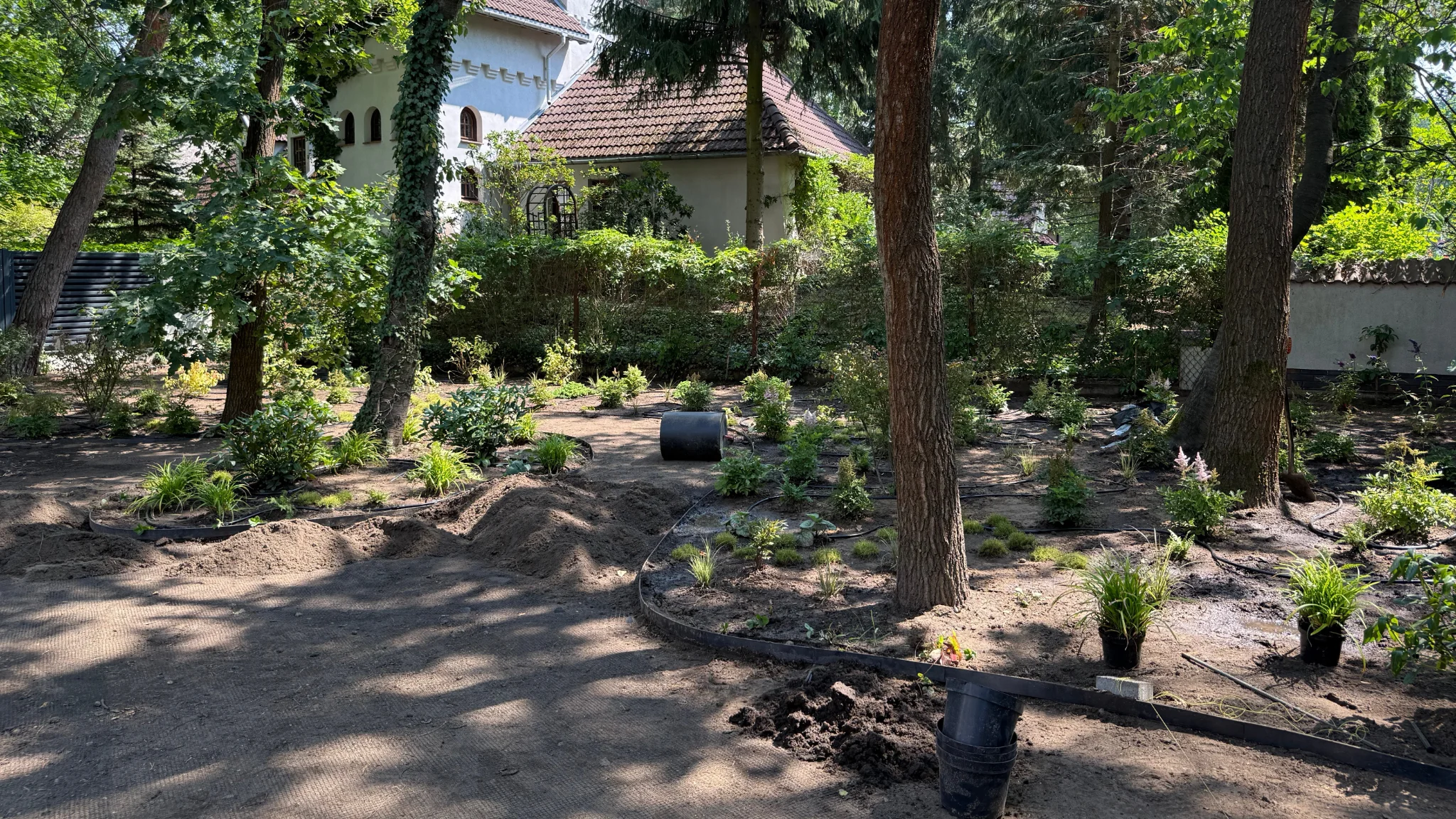 Участок в работе: молодые посадки под соснами, земля размечена под дорожки